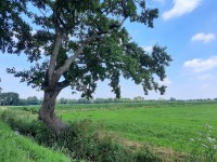 /album/winter-in-wervershoof-2020-21/hulshorst-02-jpg/